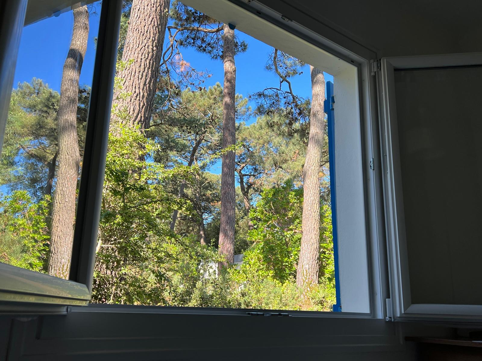 Vue depuis la maison sur les pins du jardin